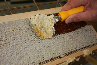 Bienen-Waben "ent-deckeln"