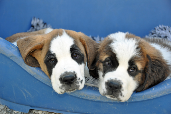 Welpen Fondation Barry