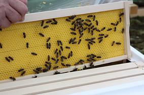 Trafo-Bienen im Einsatz